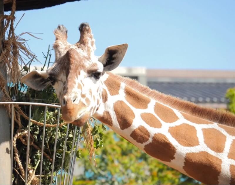 六福村野生動物園去年曾被動保團體質疑園區內長頸鹿「10年死8隻」，仍申請進口，林務局30日證實，不同意六福村申請輸入3隻長頸鹿。圖為六福村的長頸鹿。（圖取自facebook.com/leofoovillage）