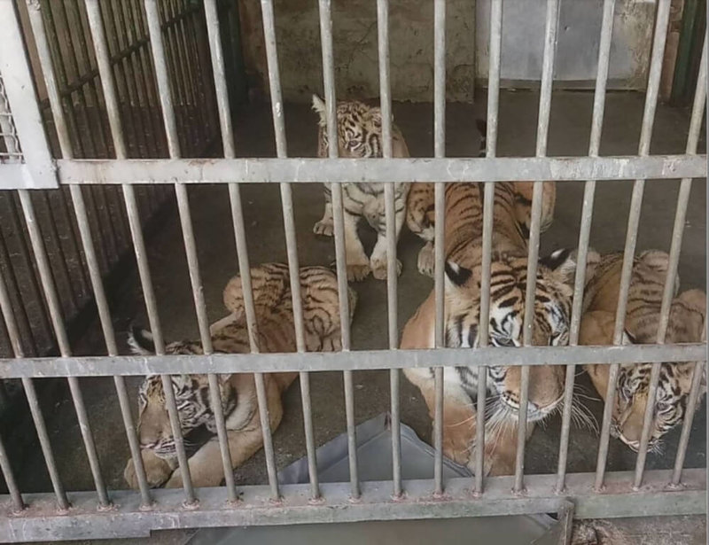 六福村野生動物園因狒狒事件挨批，動保團體30日指出，園方曾有埃及聖䴉脫逃引發生態浩劫、10年內養死8頭長頸鹿及白老虎相互打鬥死亡等黑歷史；而多數老虎僅能在室內，活動空間明顯不足，園方應檢討改善。（鳥語獸躍調查員林婷憶提供）中央社記者郭宣彣傳真  112年3月30日