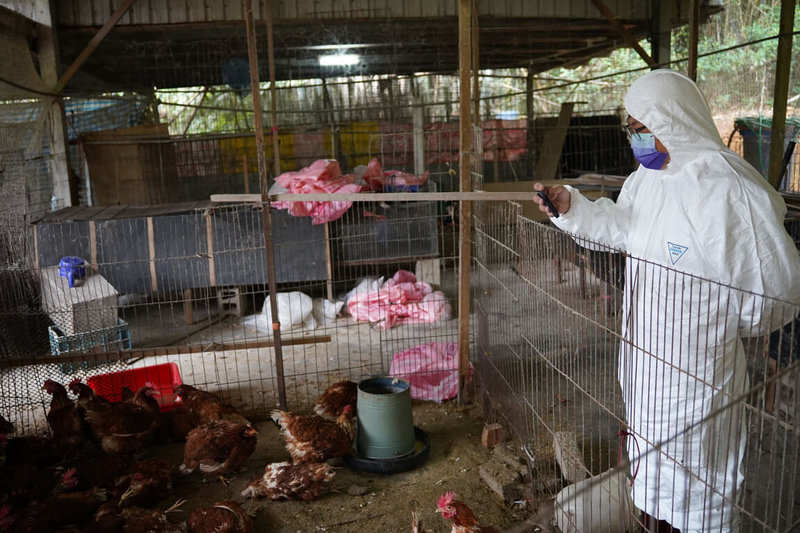 新竹縣政府表示，新埔鎮某養禽場發生蛋雞不明原因死亡，經檢驗感染H5N1禽流感，31日撲殺場內313隻雞，並全面消毒。（新竹縣政府提供）中央社記者郭宣彣傳真  112年3月31日