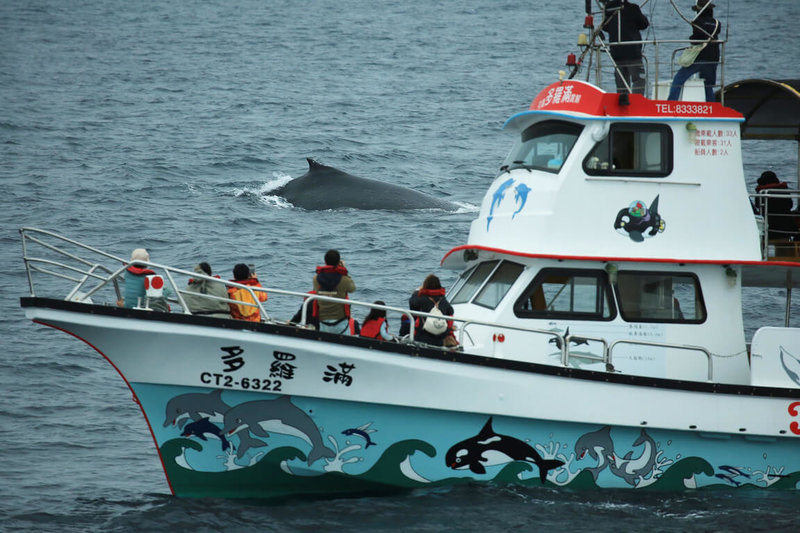 有賞鯨船3日下午在花蓮外海鹽寮附近，再次目擊到罕見的大翅鯨母子，船長與工作人員都非常興奮，拍下大量影像紀錄。（多羅滿賞鯨公司提供）中央社記者李先鳳傳真 112年4月3日