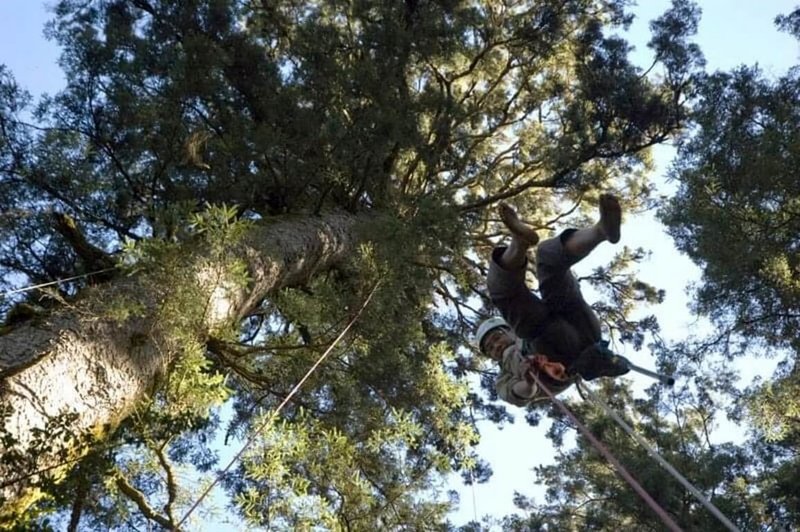熱愛登山的沈介文，為了研究學習繩索攀樹，登上生長在塔塔加的台灣雲杉，揭開樹頂毬果的生長秘密。（沈介文提供）中央社記者曾以寧傳真 112年4月3日