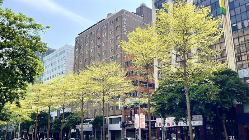 4月2日連假第2天，台北市雨後放晴，中山區路樹小葉欖仁的新葉在陽光下特別耀眼。（中央社）