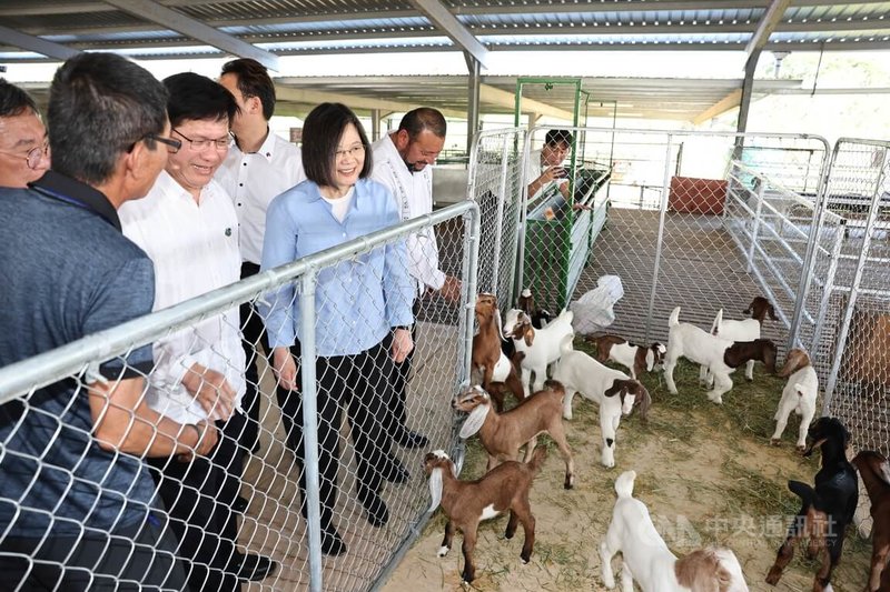 總統蔡英文（前左3）持續進行中美洲友邦貝里斯訪問行程，於當地時間3日下午前往貝里斯中央農場國家種羊中心視察「貝羊計畫」，參觀種羊中心的羊舍。中央社記者趙世勳攝  112年4月4日