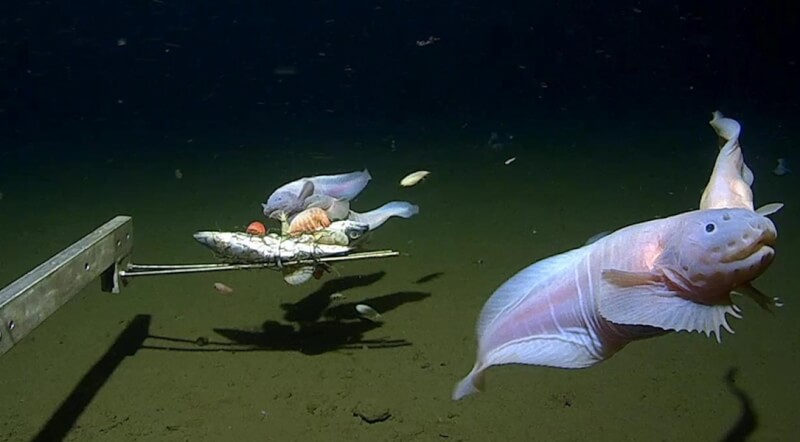 蝸牛魚被金氏世界紀錄認定為最深海魚。（圖取自西澳大學網頁uwa.edu.au）