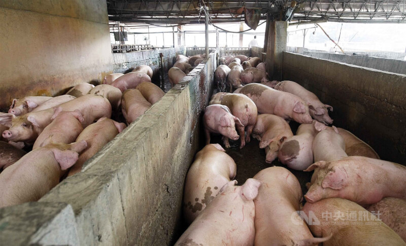 農委會主委陳吉仲10日說，農委會全力供應豬肉，不會有任何短缺問題。圖為毛豬運載到拍賣場交易情形。（中央社檔案照片）