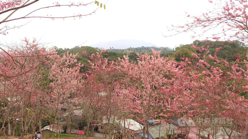 嘉義縣竹崎鄉義隆村長葉志紘在自家山坡地種植花旗木，營造「阿拉伯的粉紅村」，近日300多棵花旗木陸續開花染紅山頭，美景吸睛。中央社記者蔡智明攝 112年4月6日