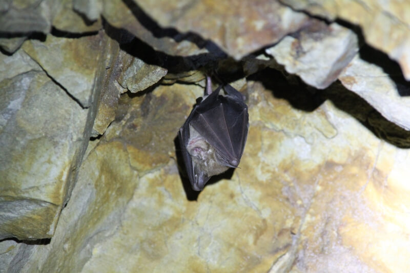在許多會影響人類的病毒當中，蝙蝠都是主要宿主。（圖取自Pixabay圖庫）