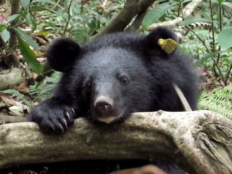屏東地方檢察署偵辦台灣黑熊案，追查出3年內有4隻台灣黑熊遭獵殺。（示意圖，非本次事件黑熊／林務局提供）