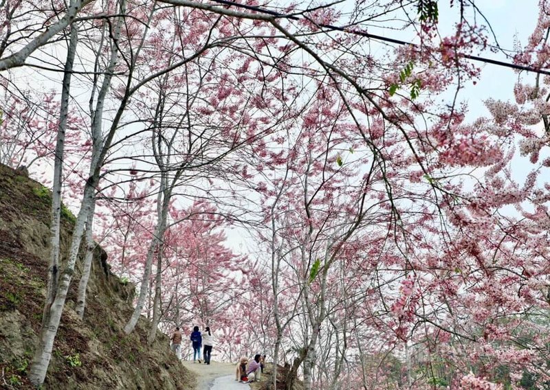 嘉義縣竹崎鄉義隆村長葉志紘在自家山坡地種植花旗木營造「阿拉伯的粉紅村」，縣府與社區8日舉辦花旗木花季開園活動，花期將持續一個月。中央社記者黃國芳攝  112年4月8日