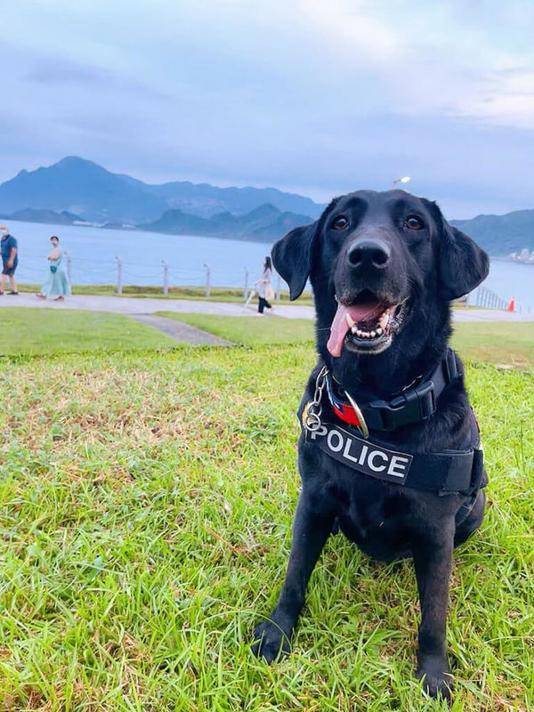 新北市警局警犬隊有5隻警犬即將退役，開放民眾認養，其中1號畢業生為拉布拉多犬「雪倫」Sharon，個性親人親狗。（新北市警局提供）中央社記者黃旭昇新北市傳真 112年4月8日