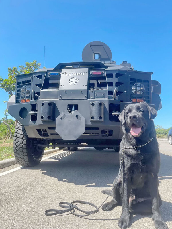 新北市警局警犬隊中的拉布拉多犬「舒曼」（圖）即將退役，開放民眾認養，身材壯壯胖胖的「舒曼」期待能夠擁有一個溫暖的家。（新北市警局提供）中央社記者黃旭昇新北市傳真  112年4月8日