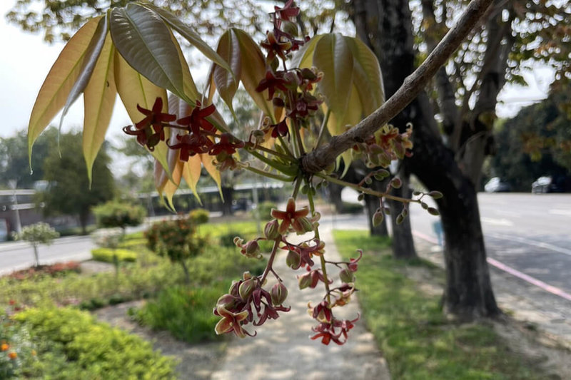 台南山上花園水道博物館接到民眾投訴，指稱在園區聞到濃烈臭味，巡查後發現是有「豬屎花」之稱的掌葉蘋婆進入花期，所以散發異味，對味道敏感者可能會覺得不太舒服。（館方提供）中央社記者楊思瑞台南傳真  112年4月9日