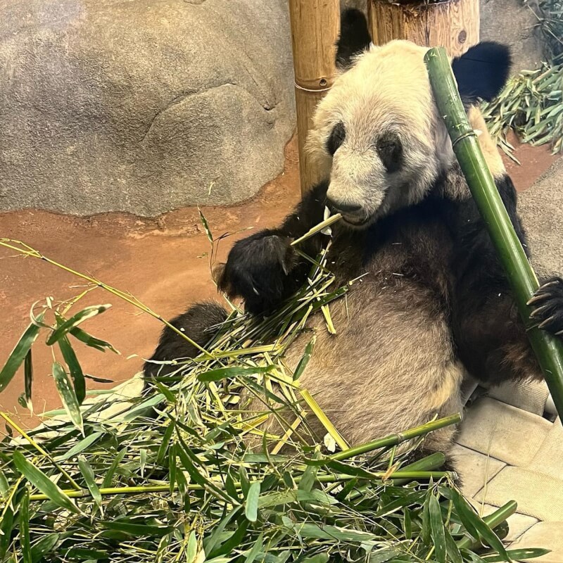 美國田納西州孟菲斯動物園8日為將返回中國的大熊貓丫丫舉辦告別派對。（圖取自facebook.com/memphiszoo）