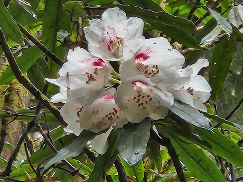 阿里山花季3月10日起至4月10日結束，嘉義林區管理處表示，阿里山的玉山杜鵑（圖）等仍持續綻放。（嘉義林管處提供）中央社記者蔡智明傳真  112年4月10日