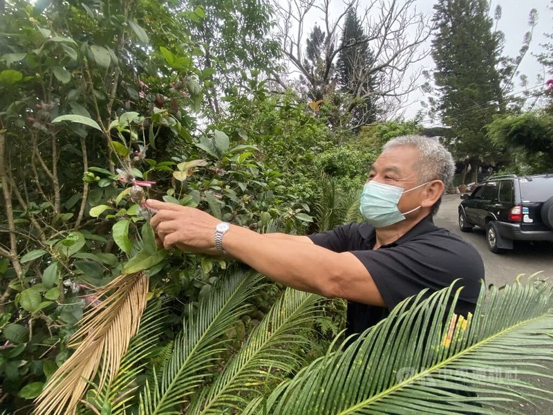 新北市三峽大埔苗圃管理員李貴生今年6月將退休，大埔苗圃一年繁殖10萬株苗木，35年來，初估逾350萬株苗木是從他手中誕生。圖為李貴生說明以壓條繁殖桂花。中央社記者黃旭昇新北攝  112年4月19日