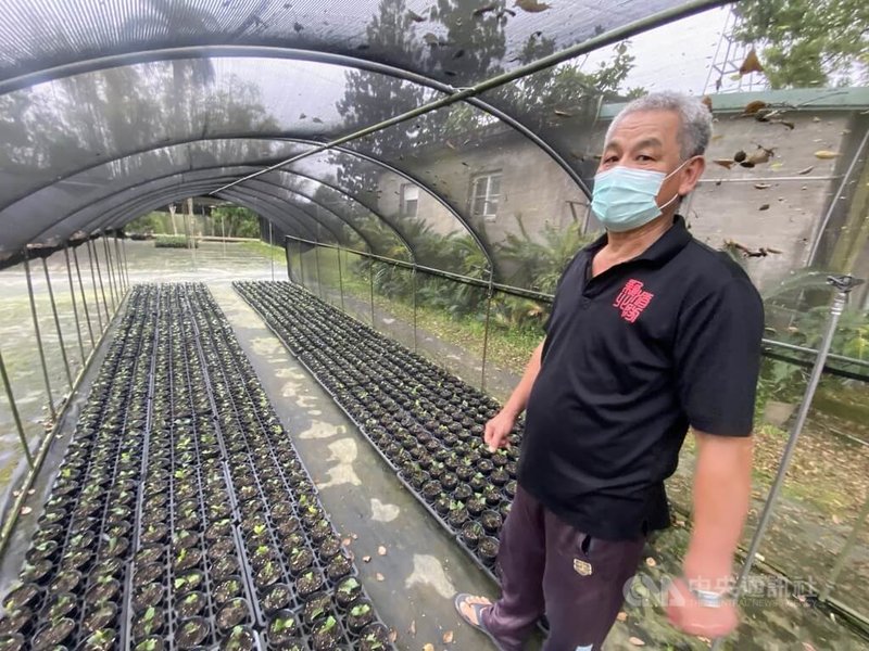 新北市三峽大埔苗圃管理員李貴生熱愛園藝，奉獻苗圃35年，至少有350萬株苗木是其催生，是環境綠美化的幕後英雄。圖為李貴生照顧苗圃中的茶花。中央社記者黃旭昇新北攝  112年4月19日