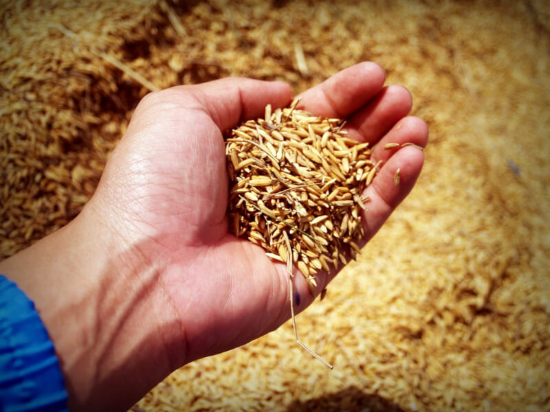 分析指出，今年全球稻米產量恐出現20年來最大短缺導致價格上揚，將影響逾35億稻米食用人口，特別是占全球稻米消費9成的亞太地區。（圖取自Pixabay圖庫）