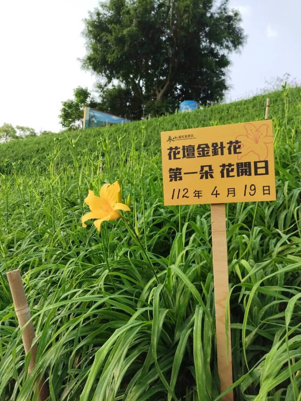 彰化縣花壇鄉虎山巖首朵金針花19日綻放，交通部觀光局參山國家風景區管理處表示，目前八卦山桐花盛開，虎山巖金針花將接力登場，歡迎民眾來賞花、吃美食。（參山處提供）中央社記者蕭博陽彰化縣傳真  112年4月19日