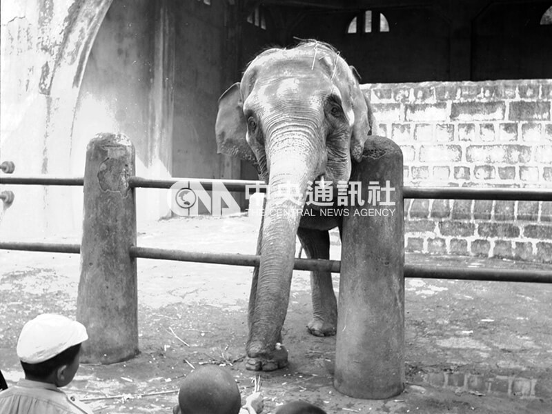日治時期圓山動物園最紅的明星為大象「瑪小姐」與紅毛猩猩「一郎君」。瑪小姐為全台第一頭大象，一郎君在日本天王寺動物園時即享有超高人氣。圖為1948年拍攝到小朋友正在餵食「瑪小姐」的情景。（中央社檔案照片）