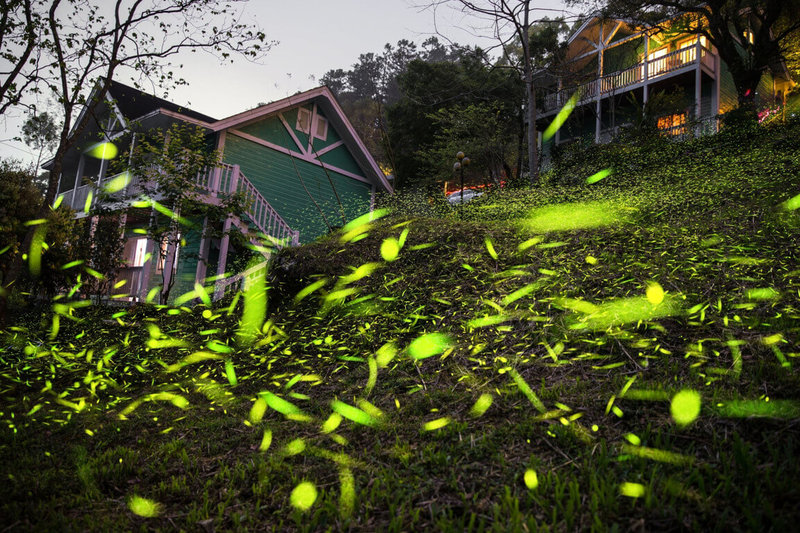 嘉義縣山區開始降雨，文化觀光局長徐佩鈴20日表示，這波春雨為大阿里山區的螢火蟲季帶來希望，預估5月初將迎來螢火蟲大爆發。圖為往年阿里山區螢火蟲盛況。（嘉義縣文觀局提供）中央社記者蔡智明傳真  112年4月20日