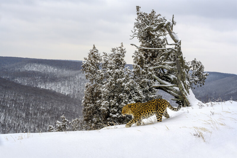 紀錄片「冰凍星球II」攝製組飛往俄羅斯遠東地區，拍攝全球只剩120隻左右的珍稀大型貓科動物——東北豹。（BBC Earth提供）中央社記者葉冠吟傳真 112年4月21日