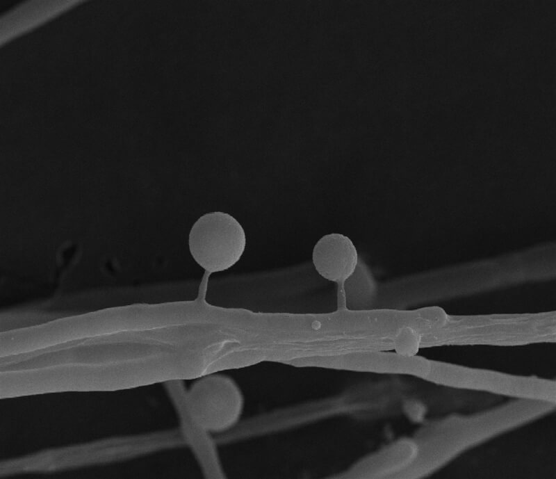 中央研究院分子生物研究所副研究員薛雁冰指出，蠔菇（圖）等側耳屬菇類在嚴重缺氮情況下，會在菌絲頂端長出類似棒棒糖的球狀構造，球裡裝著揮發性氣體，一旦線蟲碰到這些球狀物，就會麻痺甚至死亡。（薛雁冰提供）中央社記者曾以寧傳真 112年4月22日