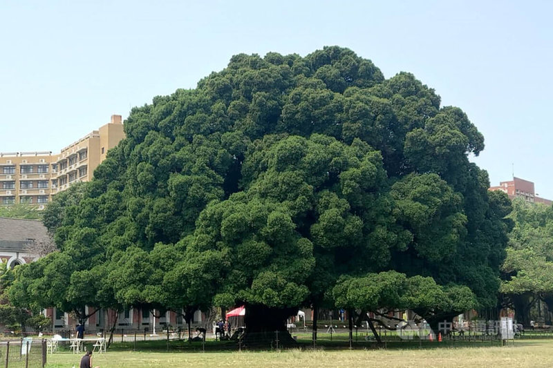 成功大學光復校區榕園內最大的老榕樹是1923年由日本裕仁皇太子所種，是榕園最早種下的榕樹，迄今已屆百年。中央社記者楊思瑞攝 112年4月23日