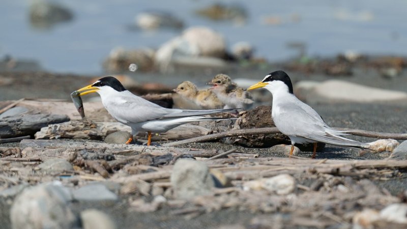 由荒野保護協會台東分會、台東縣野鳥協會發起的保護小燕鷗繁殖棲地活動，主要針對水土保持局水覆蓋工程以及流浪貓犬干擾繁殖，呼籲公私部門協力，保護河口棲地。（蔡偉勛提供）中央社記者李先鳳傳真  112年5月1日