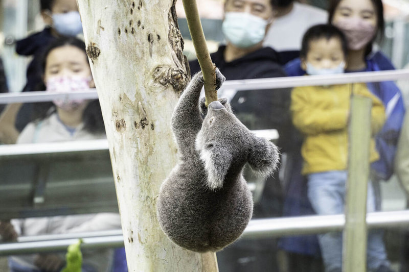 台北市立動物園3日發布新聞稿表示，3月啟用新的無尾熊戶外活動場，經保育員發現絡繹不絕的遊客容易讓無尾熊不安，所以5月起改為由保育員陪同出場。（台北市立動物園提供）中央社記者陳昱婷傳真  112年5月3日