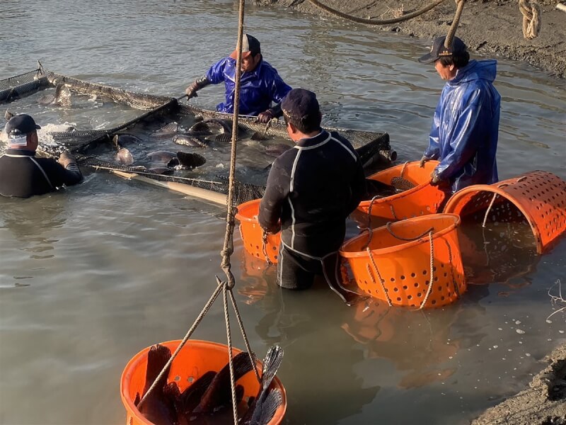 中國以檢出隱性結晶紫為由，暫停輸入台灣石斑魚，漁業署3日公告抽驗結果，截至今年3月底，已採驗1048戶石斑魚養殖戶全數合格。高雄漁民表示，終於證明清白。（孫藝鳳提供）中央社記者林巧璉傳真 112年5月3日