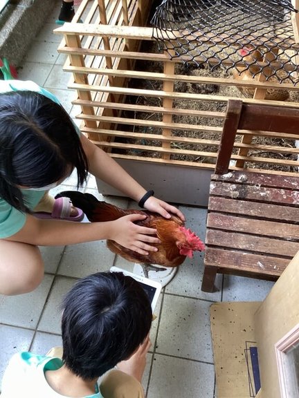 台北市內湖區一所國小的學生將自己養大的雞在園遊會上設攤展示，讓同學付錢與牠們互動，有家長批評涉及虐待動物，負責老師表示，學生設攤的初衷很單純，但老師在過程中確實考慮不周。（校方提供）中央社記者陳昱婷傳真  112年5月3日