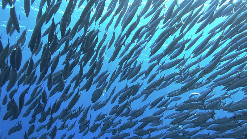綠島潛水教練近日在石朗海域遇見黃金尾梭魚群,在礁石區像龍捲風一樣洄游,宛如海裡刮起旋風。(薛宏濤提供)中央社記者盧太城台東傳真 112年5月4日