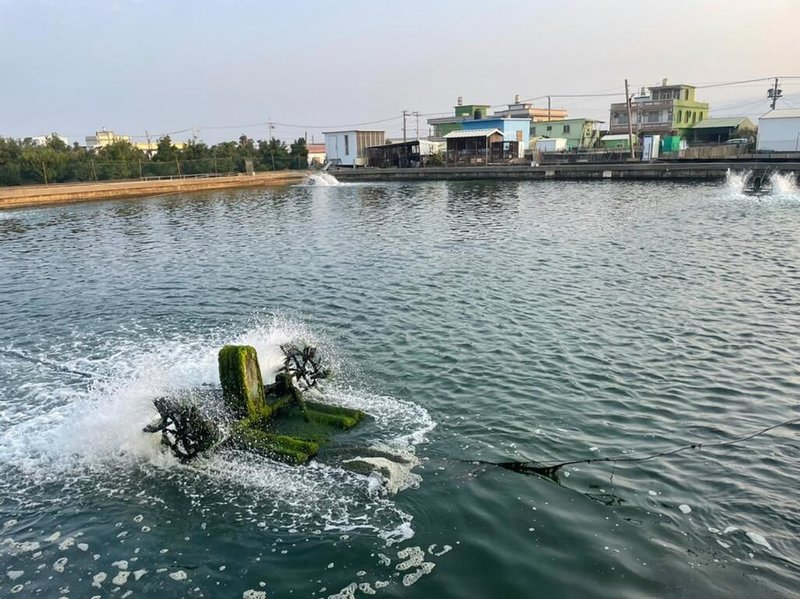 屏東為台灣國內重要漁業生產基地，其中石斑魚占全台產量約4成，近年來政府輔導養殖業者及加工廠申請產銷履歷，從產地到餐桌雙認證，建構完善食安機制。（屏東縣政府提供）中央社記者李卉婷傳真  112年5月5日