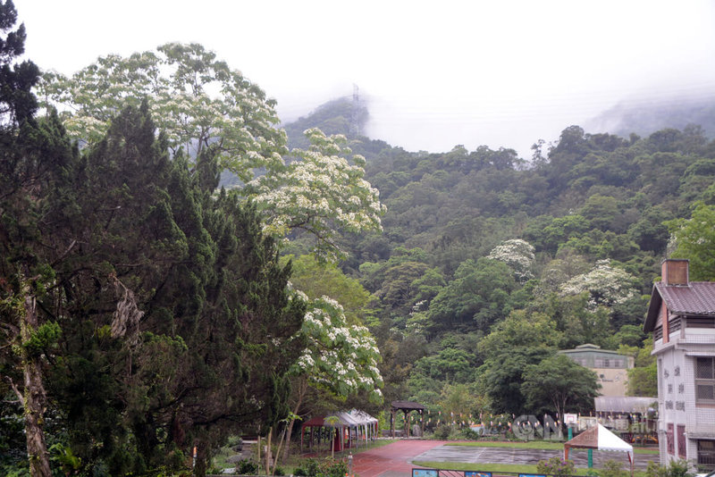 新北市石碇區永定國小校園周邊的桐花近日盛開，點點白花搭配周遭青山，呈現浪漫氛圍。中央社記者黃旭昇新北市攝  112年5月6日