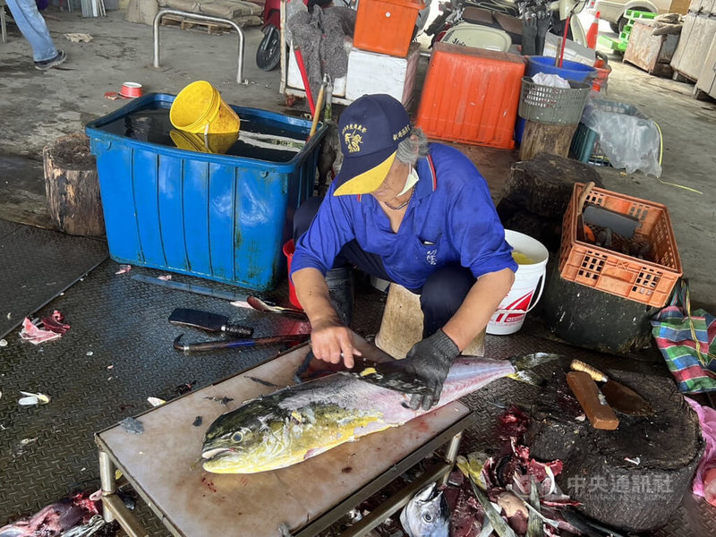 72歲的阿琴阿嬤是台東新港漁港有名「金牌殺手」，她從事殺魚工作40多年，平常面對最多的就是漁港捕獲量最大的「鬼頭刀」。中央社記者盧太城攝 112年5月8日