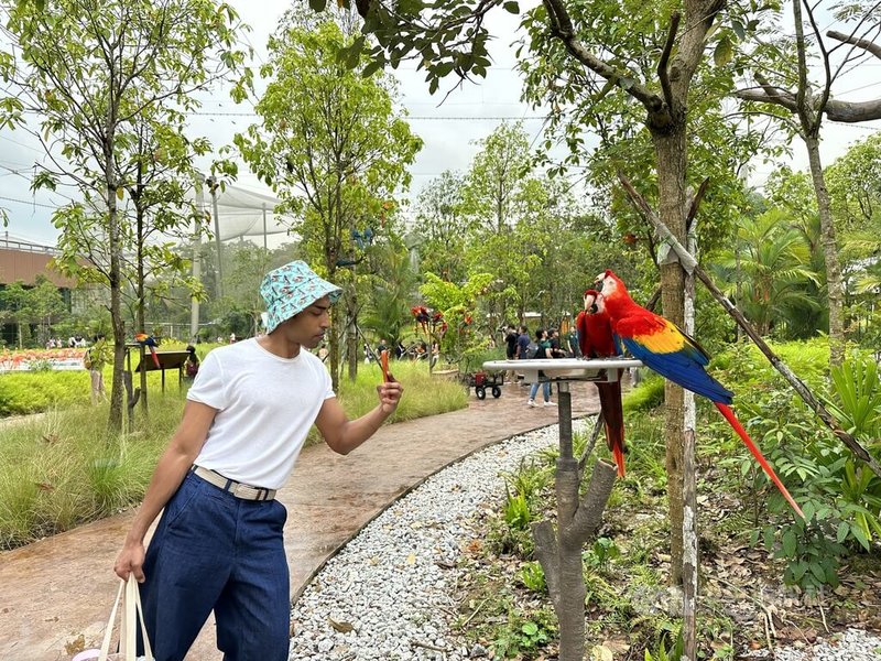 新加坡全新打造的飛禽公園8日起試營運，園內展示400種鳥類，民眾捕捉緋紅金剛鸚鵡風采。圖攝於4月21日。中央社記者侯姿瑩新加坡攝  112年5月9日