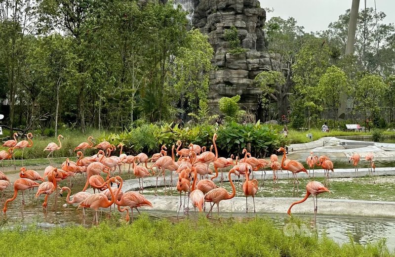 新加坡全新打造的飛禽公園8日起試營運，園內展示3500隻、400種鳥類，包括美洲紅鸛。圖攝於4月21日。中央社記者侯姿瑩新加坡攝  112年5月9日