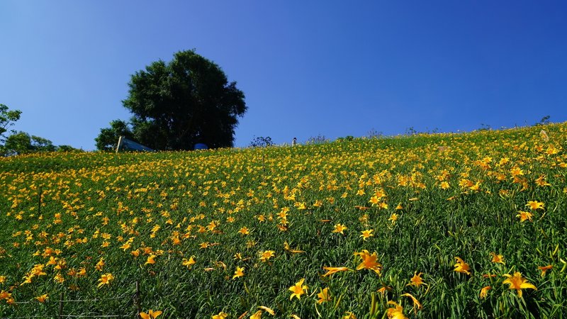 彰化縣花壇鄉虎山巖金針花5月盛開，吸引許多遊客前往賞花。（參山國家風景區管理處提供）中央社記者吳哲豪傳真  112年5月9日