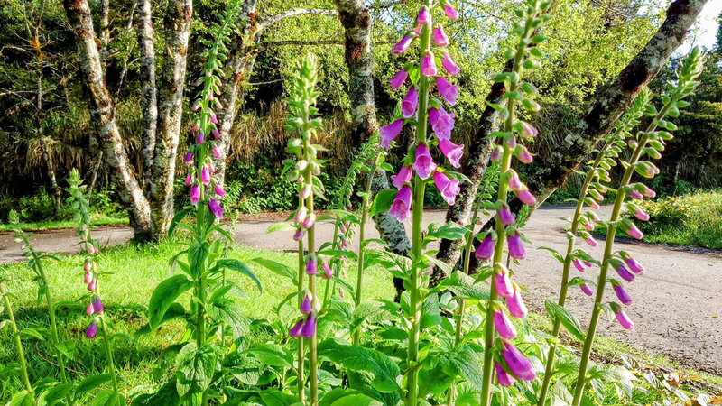 宜蘭太平山國家森林遊樂區內毛地黃近日盛開，最佳賞花期至5月底，但羅東林管處10日指出，毛地黃全株有毒，呼籲遊客觀賞即可，切勿觸摸或採摘。（羅東林管處提供）中央社記者沈如峰宜蘭縣傳真  112年5月10日