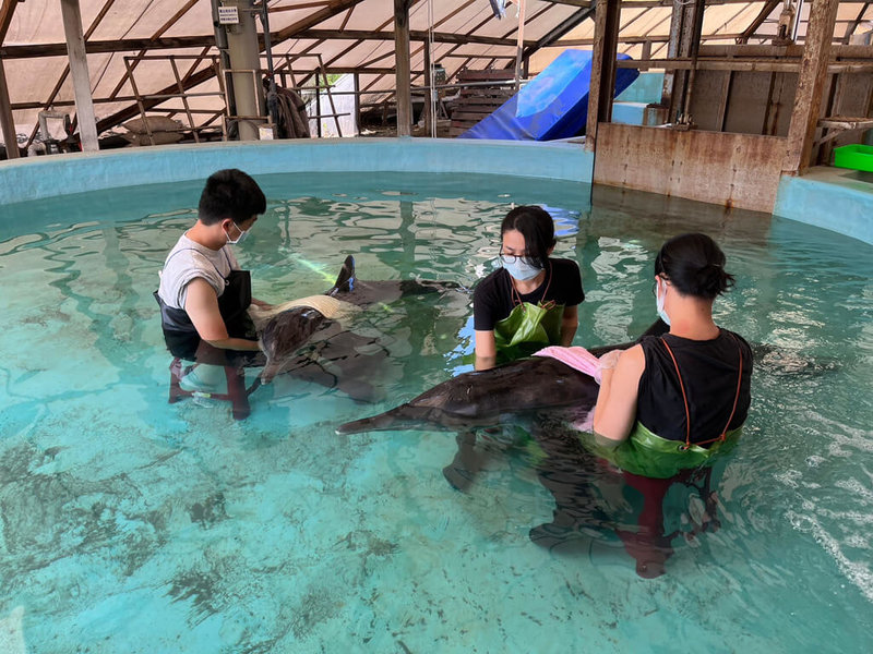 台南市安南區青草崙堤防日前發現2隻糙齒海豚擱淺，相關單位救援送往成大鯨豚中心四草搶救站照護，但仍於12日上午不幸停止生命跡象；後續將進行解剖及採樣分析，盼找出可能擱淺原因。（海保署提供）中央社記者蔡孟妤傳真  112年5月12日