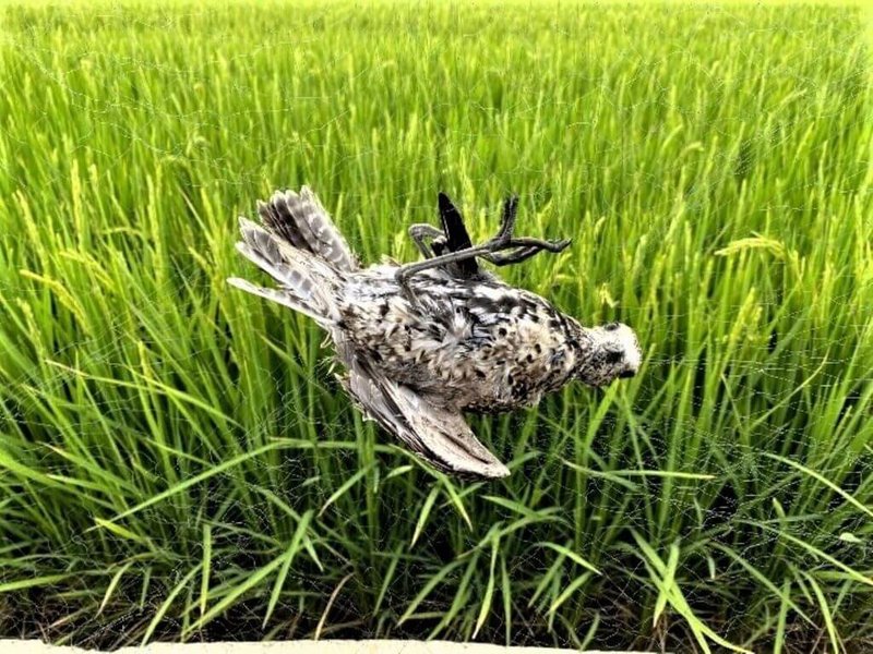 嘉義縣有農民為防止野鳥啄食稻穀而在田間設置鳥網，鳥網上掛著不少鳥屍，嘉義縣政府農業處呼籲農漁民，勿擅自在田間及魚塭架設捕鳥網，以免觸法。（陳建樺提供）中央社記者蔡智明傳真  112年5月15日