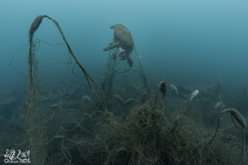 潛水客通報，澎湖西嶼赤馬海域珊瑚礁區遭廢棄漁網覆蓋，網具上纏繞一具死亡多時且腐敗綠蠵龜屍體。（京太郎臉書提供）