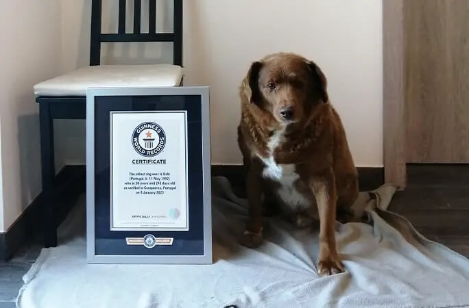 阿蘭多獒犬波畢是金氏世界紀錄所載世界最長壽的狗。（圖取自金氏世界紀錄網頁guinnessworldrecords.com）