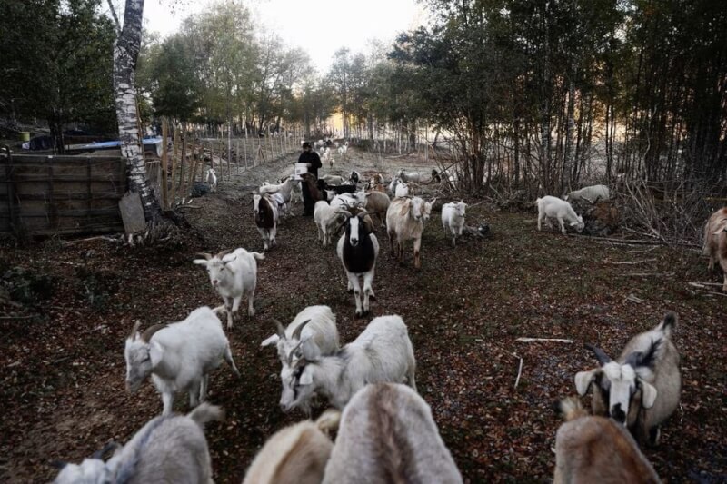 智利南部城市聖胡阿納（Santa Juana）有一個山羊特遣隊，靠放牧山羊來控制在夏季助長森林大火的植被。圖為該計畫工作人員走過一群正在吃草的羊群。（路透社）