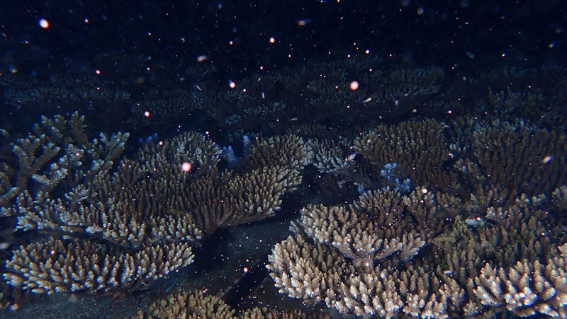 澎湖目前正進入珊瑚產卵旺季，澎湖縣政府在馬公鎖港杭灣海域打造的「珊瑚海洋花園」，也在15日夜間產下許多粉紅珊瑚卵，猶如繁星點點，見證珊瑚復育有成。（澎湖縣政府提供）中央社  112年5月16日
