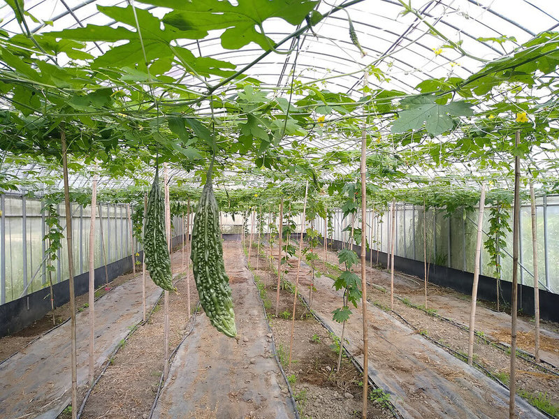 花蓮區農改場18日指出，與慈濟大學團隊合作育成具有特殊機能，又能產業化生產的山苦瓜新品種，並以改良場選育的機能山苦瓜品種優勢穩定品質，搭配專業製程，藉由加工技術濃縮精華推出山苦瓜酵素飲。（花蓮區農改場提供）中央社記者李先鳳傳真  112年5月18日