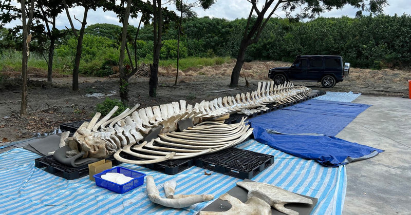 3年前陳屍在台東長濱海岸的年幼藍鯨，屏東海生館委託專業團隊負責骨骼標本製作與修復，最快7月中就可與民眾見面，這也是台灣首件藍鯨骨骼標本展示。（國立海洋生物博物館提供）中央社記者李卉婷傳真 112年5月18日