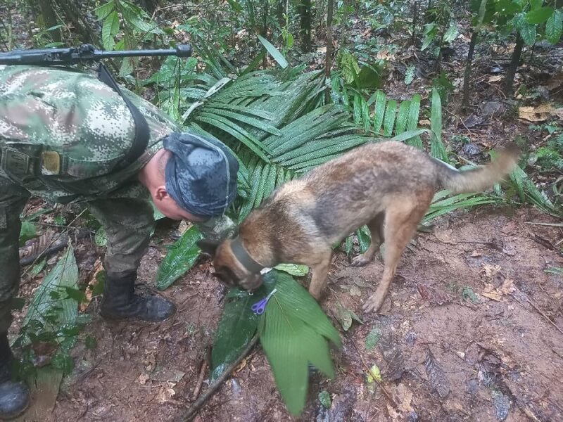 哥倫比亞政府出動100多名軍人和嗅探犬，尋找1日墜機的未成年受害者。17日找到4名，最小僅11個月大。（Colombian Air Force/Handout via 路透社）