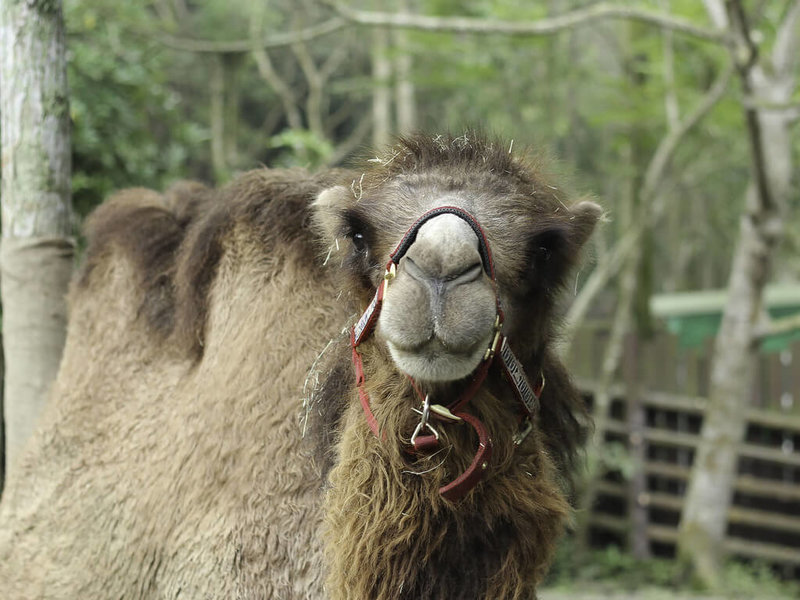 台北市立動物園雙峰駱駝「煙雨」因身體狀況採人工哺育長大，獨自住在兒童動物區10年，園方考量雙峰駱駝為社群性動物，今年3月安排讓「煙雨」重返家族，目前已能順利融入。（台北市立動物園提供）中央社記者陳昱婷傳真 112年5月19日