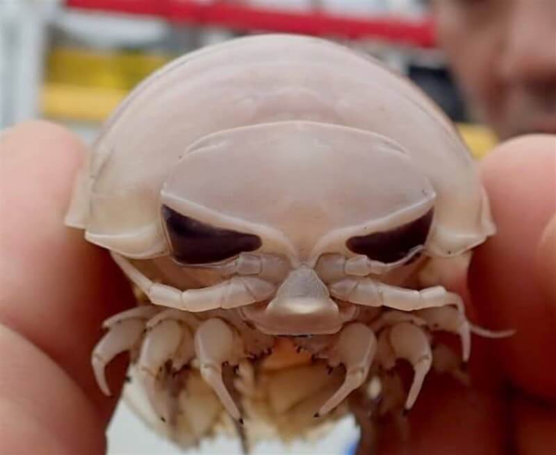 台東民宿業者呂縉宇在臉書放一張具足蟲照片，他說，這是一隻深海節肢動物門等足目動物，是漁民捕獲的，近看很像電影中的外星人造型。（呂縉宇提供）中央社記者盧太城台東傳真 107年12月9日
